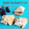 Conch Shells & Starfish for Hermit Crabs: Aquarium Decor & Drift Bottle Accessories