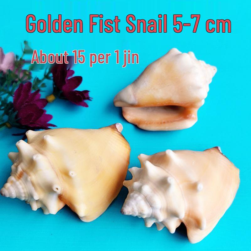 Conch Shells & Starfish for Hermit Crabs: Aquarium Decor & Drift Bottle Accessories