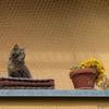 Cat Balcony Net Cat Anti/Fall Fence Net Dog Fence Nets Black Nylon Pet Mesh Fence