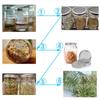 Stainless Steels Wide Mouth Mason Jar Germination Lid Rusts Proof Ventilated Sprouting Cover for Kitchen Gardening