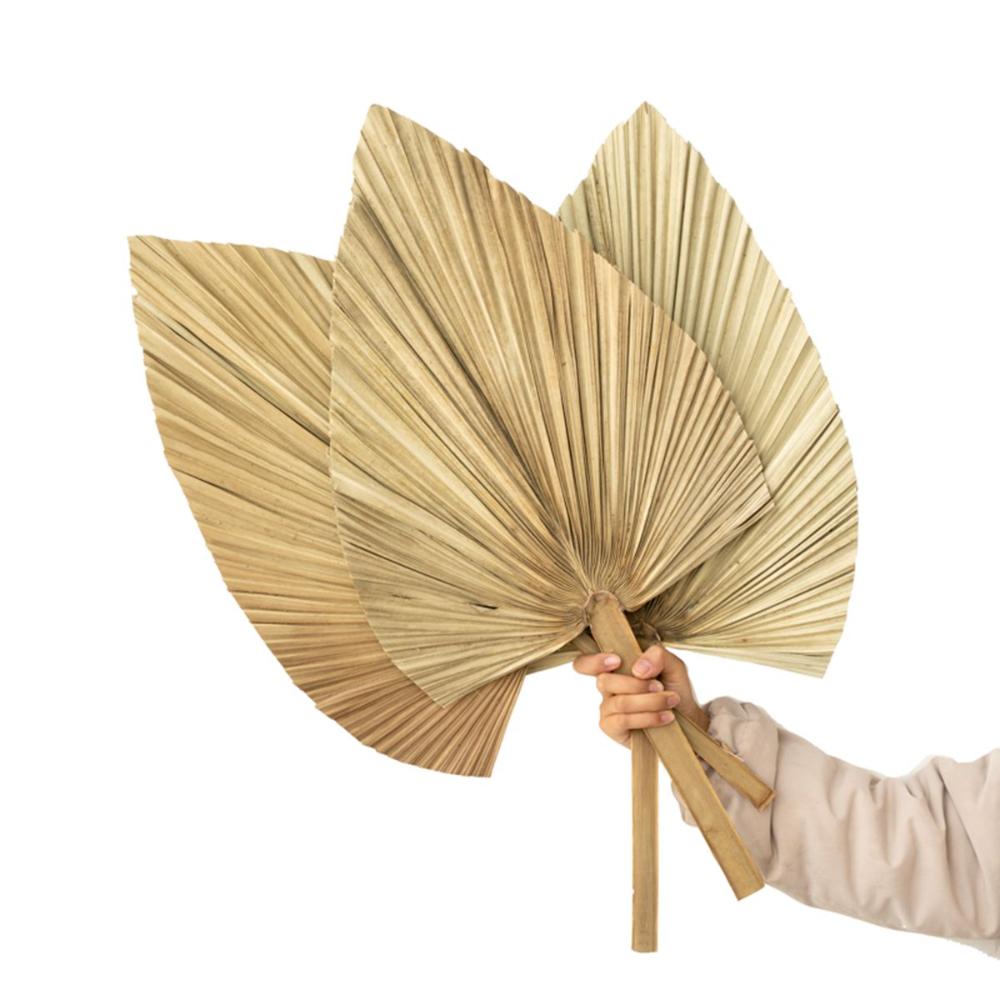 Wedding Decor Office Tropical Natural Trimmed Bohemian Leaves Dried Plant Fan Leaf Palm Spears