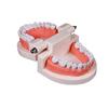 Early Childhood Education Brushing Model Oral Teaching Tooth Model Large Simulation Tooth Model Montessori Teaching Tool