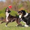 Weicher Plüschstoff Plüschhundespielzeug Stickmuster Erdbeer-Hundespielzeug Heimunterhaltung