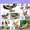 Animal Model Wildlife Solid Plastic Parrot And Hornbill Figures For Kids Gift