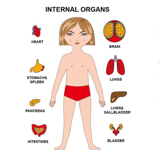 Cognition Easy To Assemble Fun Smooth Surface Boys Girls Anatomy Play Set Wooden Jigsaw Board Puzzle
