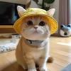 Cute Open-eared Pet Cat Dog Hat Summer Sun Hat Devon Cat Hat Puppy Bucket Hat