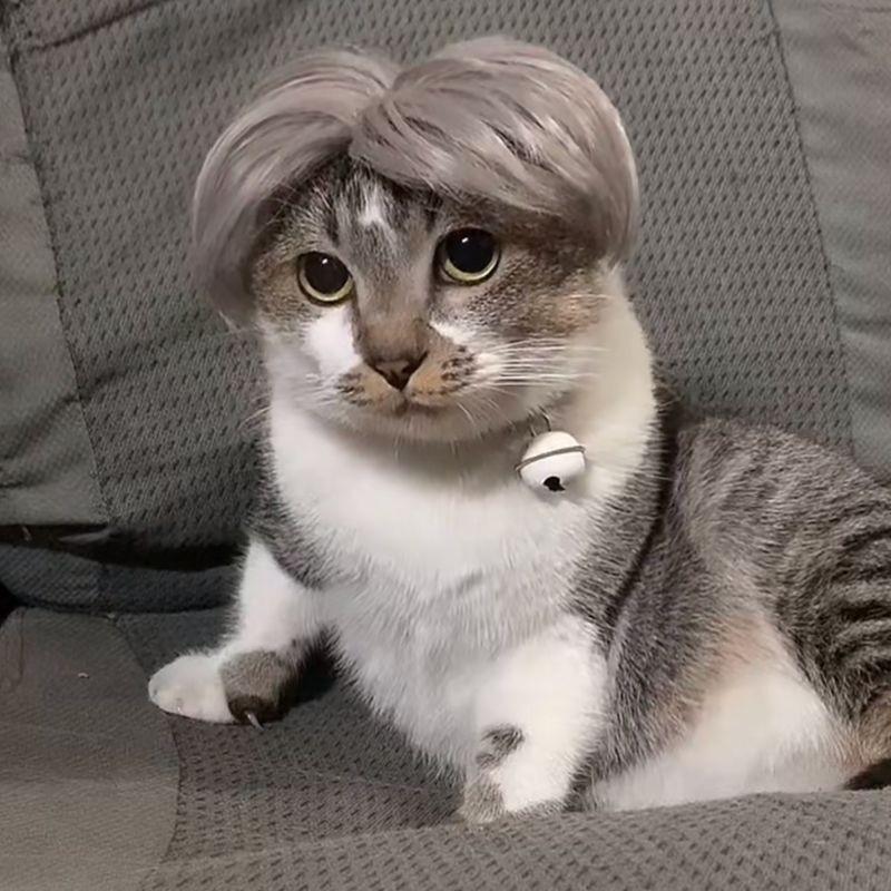 Peruca para animais de estimação, acessórios para cosplay de gatos, cabelo liso e cacheado, suprimentos para fantasias de filhotes, fotografia criativa de travestismo para cães, pegadinha engraçada