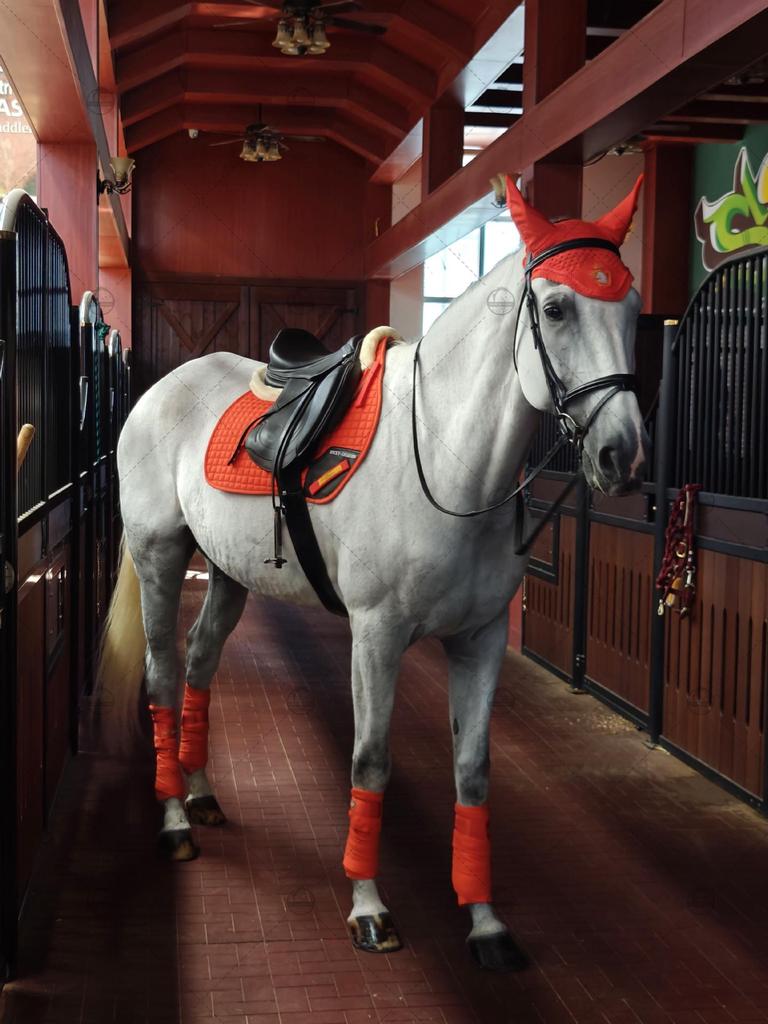 Six-Piece Equestrian Set: Ear Covers, Saddle Pads, Leg Wraps, Halters, Lead Ropes, and Matching Tack