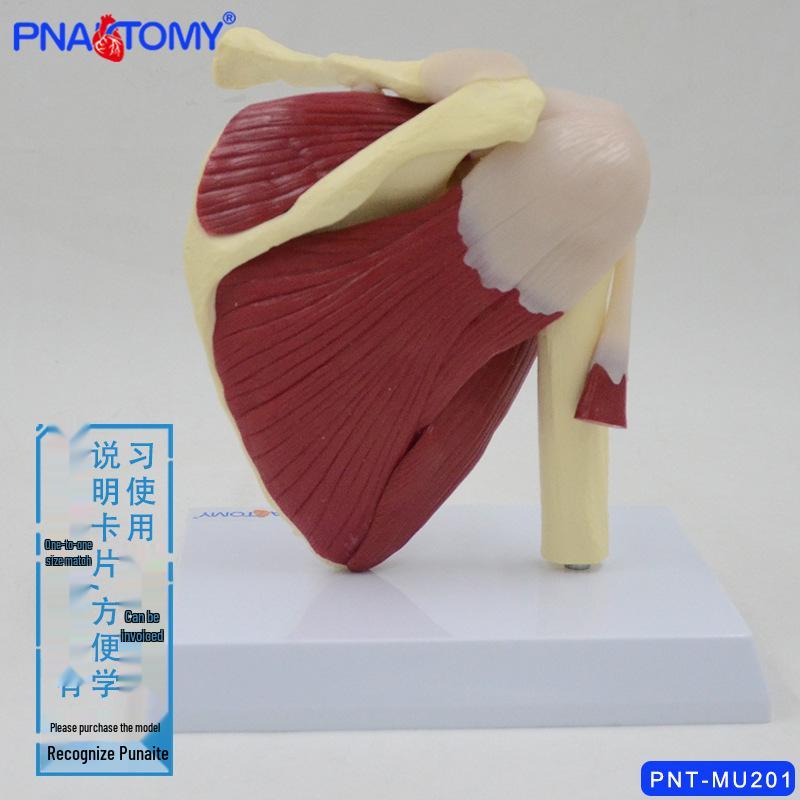 Shoulder Joint Model with Ligaments, Muscles
