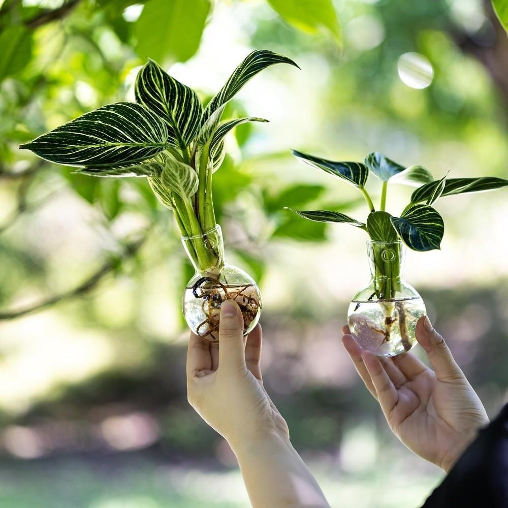 4pcs/set Self-Watering Plant Hydroponic Vase with Suction Cups Mini Flower Pot  Living Room