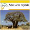 SAFLAX Zestaw do uprawy - Baobab afrykański - 6 nasion - Z mini szklarnią, podłożem do uprawy i 2 doniczkami - Adansonia digitata