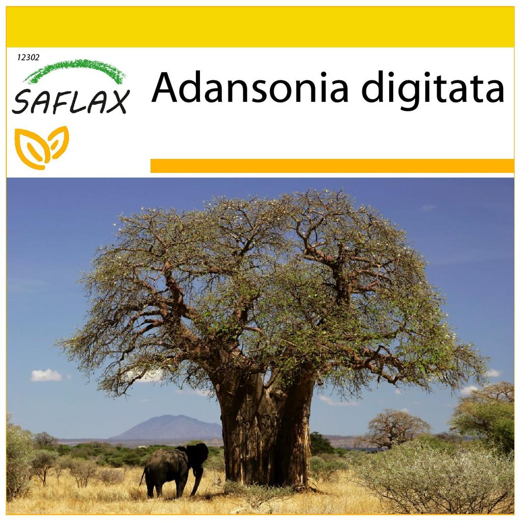 SAFLAX Anzuchtset - Afrikanischer Affenbrotbaum - 6 Samen - Mit Mini-Gewächshaus, Anzuchtsubstrat und 2 Töpfen - Adansonia digitata