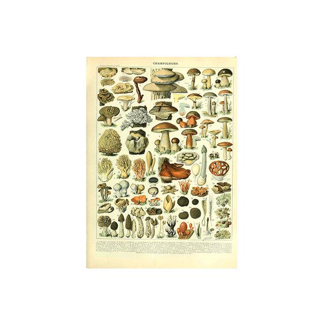 

Винтажный плакат с овощами, фруктами, ботаническим образованием, грибы, диаграмма, рисунок, настенная живопись на холсте для декора гостиной Quadro 21cm×30cm NoFrame