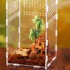 Insect Feeding Box Acrylic Transparent Cases with Temperature Hygrometer for Spiders Reptiles Lizards Centipedes
