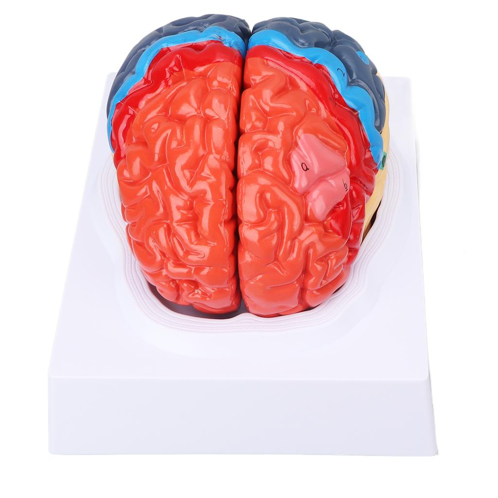 Anatomical Human Brain Model Cerebral Artery Color Partitioned Left Right Brain Assembled Model for Learning