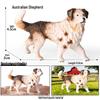 Cross-Border Animal Toy Set: Brown Bear, Alpaca, Maned Wolf, Ring-Tailed Lemur, Hyena Models for Kids