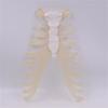 Human Sternum Model Human Skeleton Model Human Skeleton Anatomical Model Easy To Use Medicals Teaching Aid