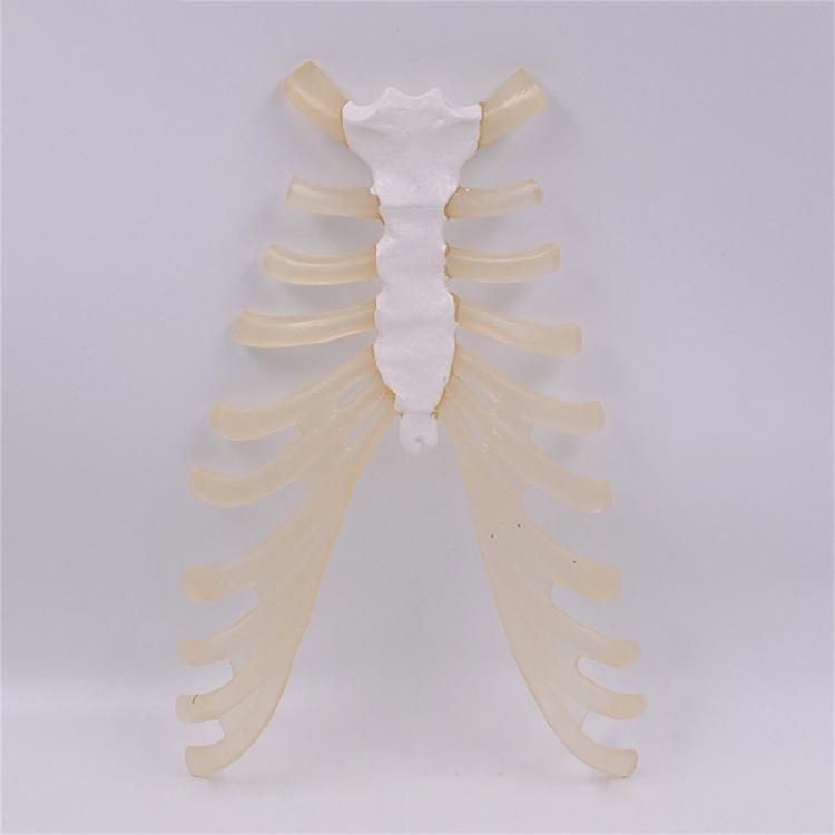 Human Sternum Model Human Skeleton Model Human Skeleton Anatomical Model Easy To Use Medicals Teaching Aid