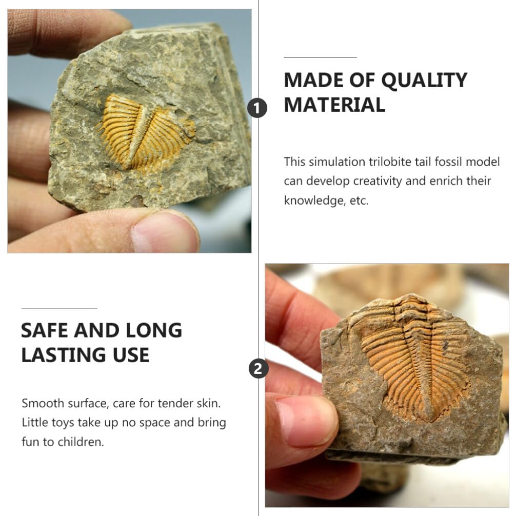 2Pcs Real Trilobite Come from Western Hunan of China 450 Million Years ago