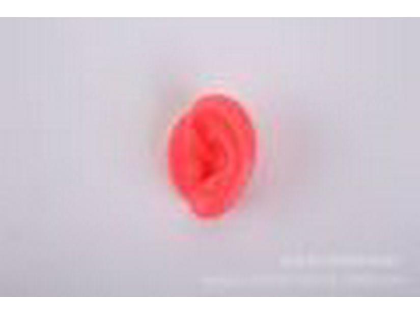 Silicone Ear Model for Training, Display & Ear Studs or Earphones