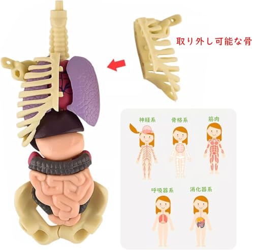 YoXinKau Human Anatomy Model Toy, Kids' Toy, Human Anatomy Model with Removable Internal Organs, Anatomy Model Set for Kids, Educational Aid, Assembly