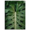 Canvas Print, Tropical Monstera