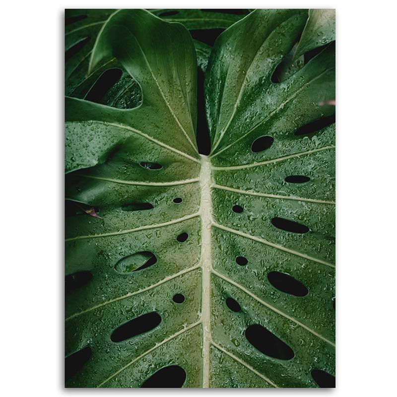Canvas Print, Tropical Monstera
