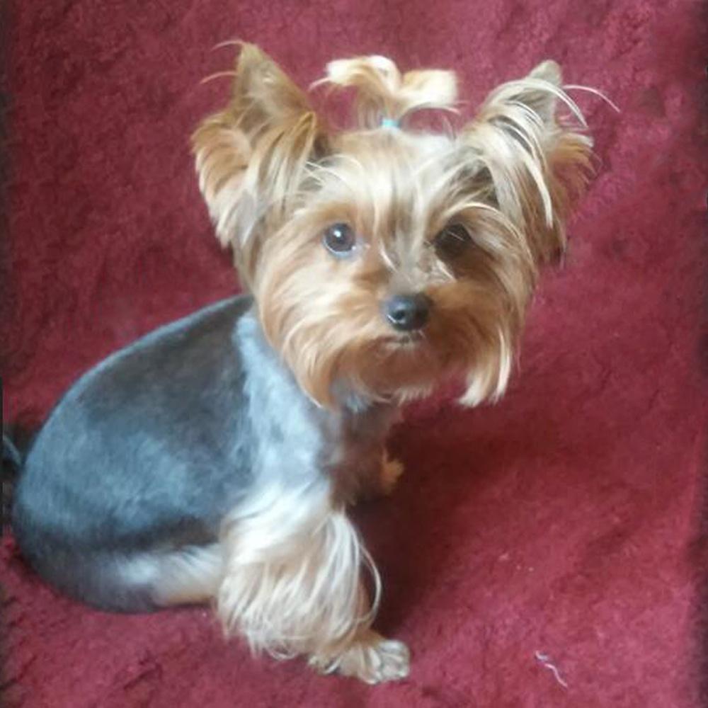 Diamond Painting Cross Animal Full Square Round Drill Diamond Embroidery Dog Diamond Mosaic Needlework Wall Art