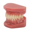 Modèle de dent 28 dents Modèle orthodontique dentaire Fournitures d'étude pédagogique Démonstration dentaire