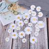 5Pc Sun Flower Daisy Sew On/Iron On Embroidered Patch Diy Craft Clothes Applique