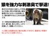 Monkey Repellent Odor Sheets Twice As Strong As Other (30 Sheets) - Monkeys, Anti-Monkey, Anti-Monkey