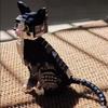 Set di Costruzione Latte di Gatto Serie Animali Modello a Blocchi Ornamenti Regalo Per Appassionati Per Collezione da Scrivania Regalo di Compleanno