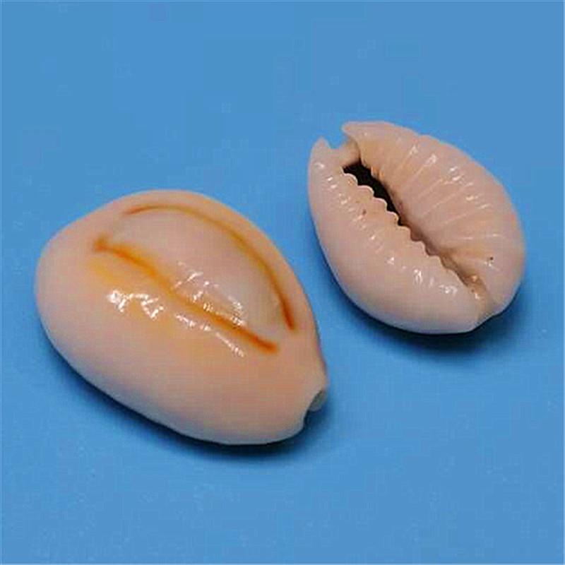 Vzácný přírodní exemplář mušle kauri pro akvárium nebo středomořskou domácí dekoraci