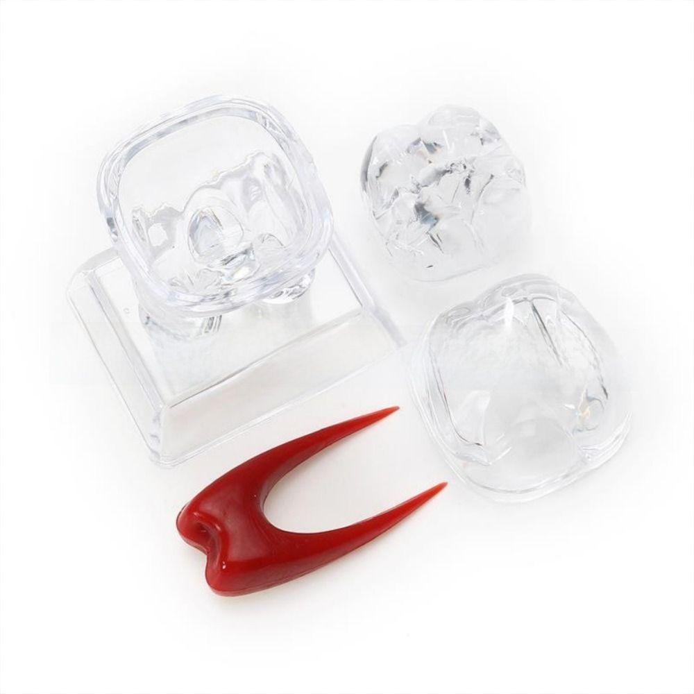 With Base Decomposable Dental Teeth Model Separable Tooth Root Structure Model  Oral Treatment