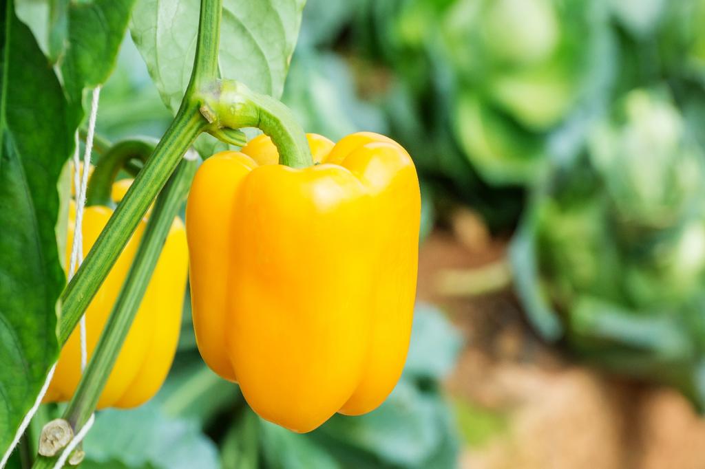 SAFLAX Garden In the Bag - Organic - Sweet Pepper - Golden California Wonder - 20 Seeds - With Substrate In a Fitting Stand Up Bag - Capsicum Annuum