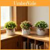 Full Sky Star Artificial Flower Pot For Home Decor And Photography Prop