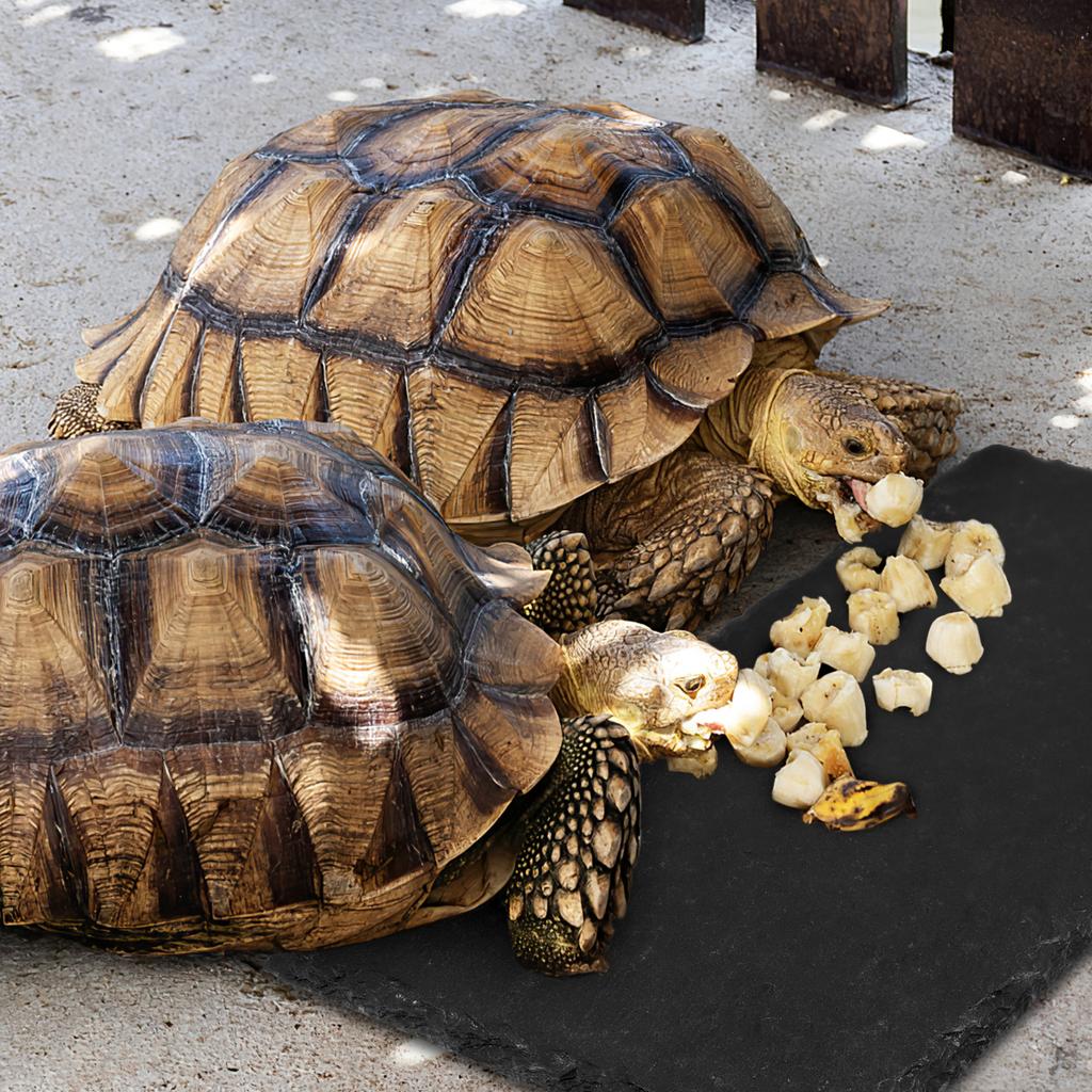 3 Pcs Reptile Basking Platform Tortoise Rock Plate Slate Reptile Basking Platform Feeding Dish Natural Rock Bathing Resting Plat