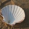 Large White Scallops Shells for Painting Crafts and Beach Wedding Decors Natural White Seashells 3-5 Inches