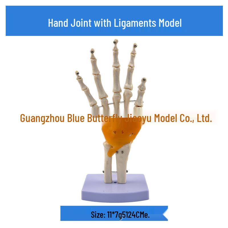 1:1 Human Skeletal Joint Model: Knee, Shoulder, Elbow, Hand, Foot, Hip