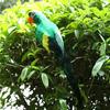 2pcs Feathered Artificial Macaw Bird Home and Decor Parrot Green&Red