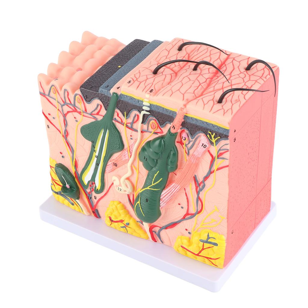 50-fach dreidimensionales menschliches Hautmodell, Anatomie, Biologie, Lehrmittel, Laborbedarf