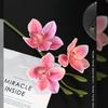 Silk Material Faux Flower 3 Heads Design Artificial Flower Stem Simulated Orchid  Tea Room Decor
