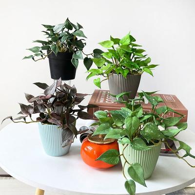 Zachte Lijm Kunstplant Groene Planten Muur Nep Koperen Munt Gras Huis Kantoor Tuin Decoratie Simulatie Bonsai Huis Kantoor