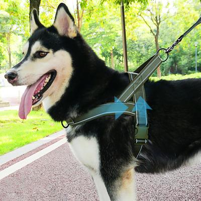 Hunde – Hundeliner og halsbånd