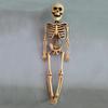 Human Skeleton Scary Skull Haunted House Halloween Prop Party Decor Atmosphere