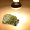 Lizard Heater Temperature Controller Basking Light UVA Light Reptile Halogen Bulb