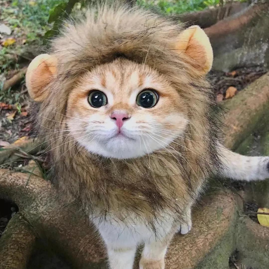 

Funny Pet Hat Lion Mane for Dogs Cat Cosplay Dress up Puppy Lion Wig Costume Party Decoration Halloween Pet Supplies S 28cm львиный