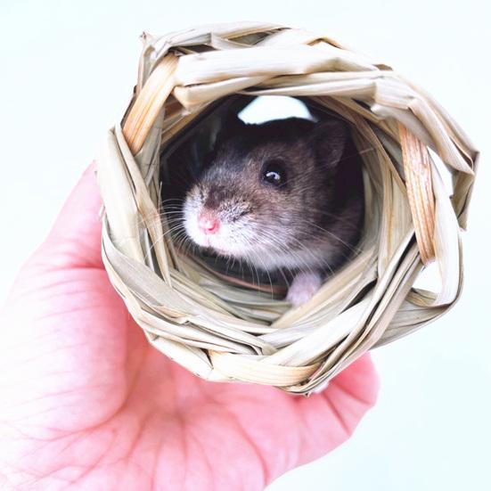 Yousheng Guinea Pig Cage Natural Grass Hand Woven Chew Toy Hamster Nest Small Pet Hideout House Toy Pet