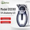 Senhao DSS161 Quarter-Section Anatomical Teaching Model