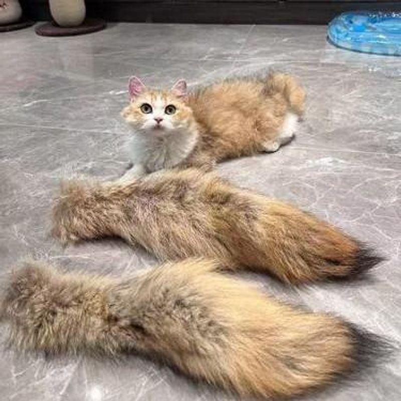 Cat Toy Smell Fengrong Coyote Tail Cat Teaser Cat Smell Toy Self-Hi Relieving Stuffy Handy Gadget Pet Supplies